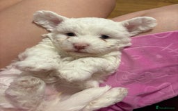 Bichon Frise dogs for sale:  bichon puppies for sale  - Image 5
