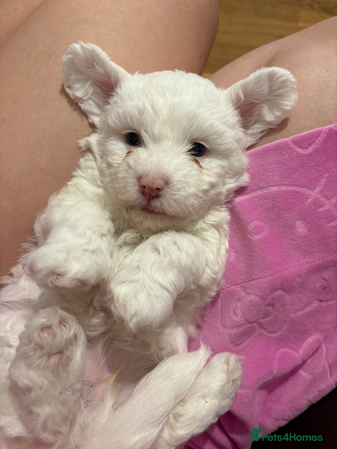 Bichon Frise dogs for sale:  bichon puppies for sale  - Image 5