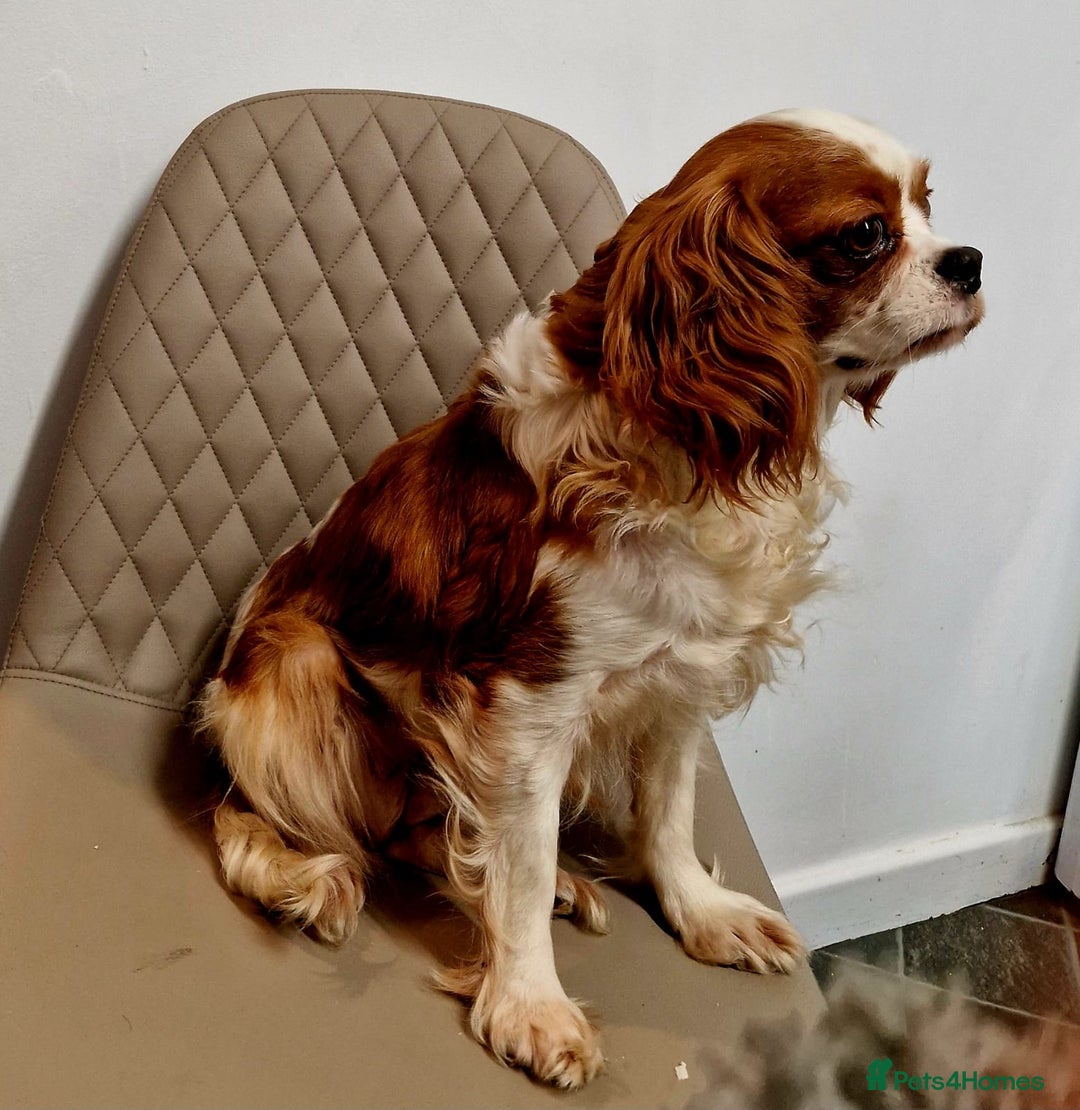 Cavalier King Charles Spaniel dogs for sale: Beautiful King Charles Cavalier Puppies - Image 11