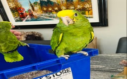 Parrots birds for sale: STUNNING BABY DOUBLE YELLOW HEADED AMAZONS - Image 5