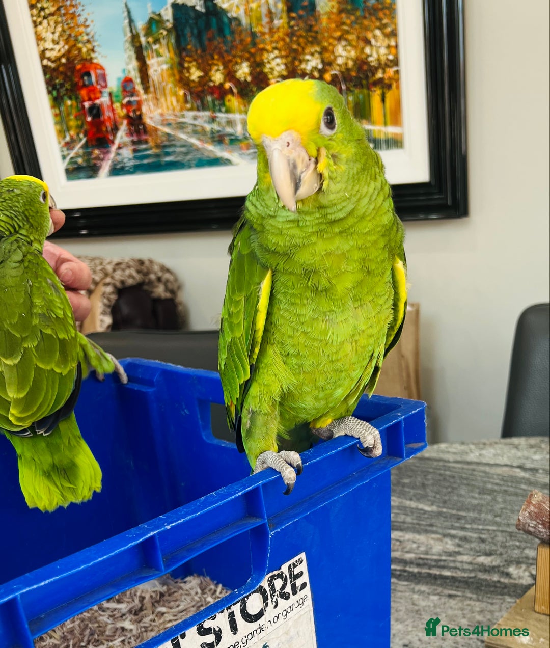 Parrots birds for sale: STUNNING BABY DOUBLE YELLOW HEADED AMAZONS - Image 5
