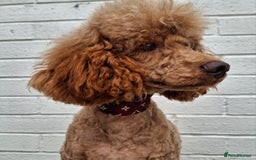 Miniature Poodle dogs for stud: Kc Minature Poodle for stud - Image 6