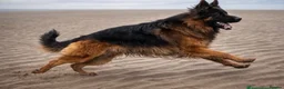 German Shepherd dogs for sale: LARGE KC BIG BONE PUPPIES READY TO GO - Advert 7