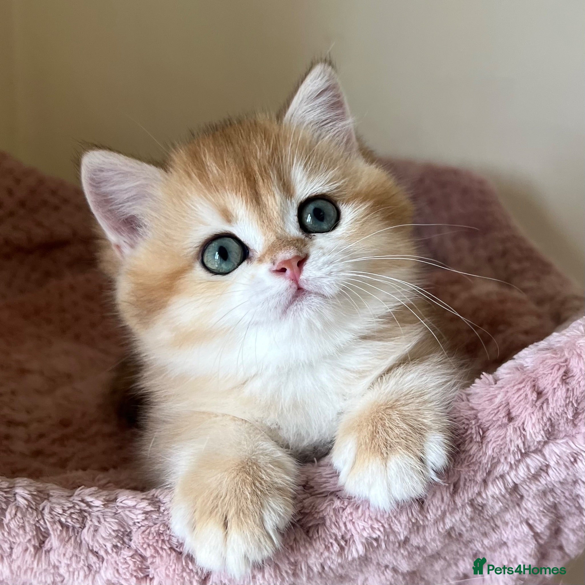 British Shorthair cats Quality Golden Kittens - Advert 1