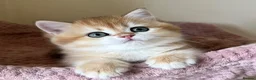 British Shorthair cats for sale: Quality Golden Kittens - Advert 1