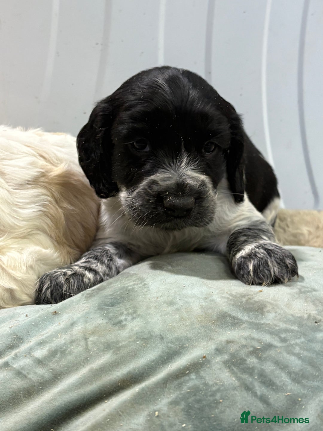 Cocker Spaniel dogs for sale: Cocker Spaniel Litter - Advert 9