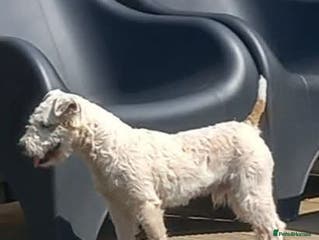 Jack Russell dogs Jack Russell Ken Gould Lines For Tud - Advert 6