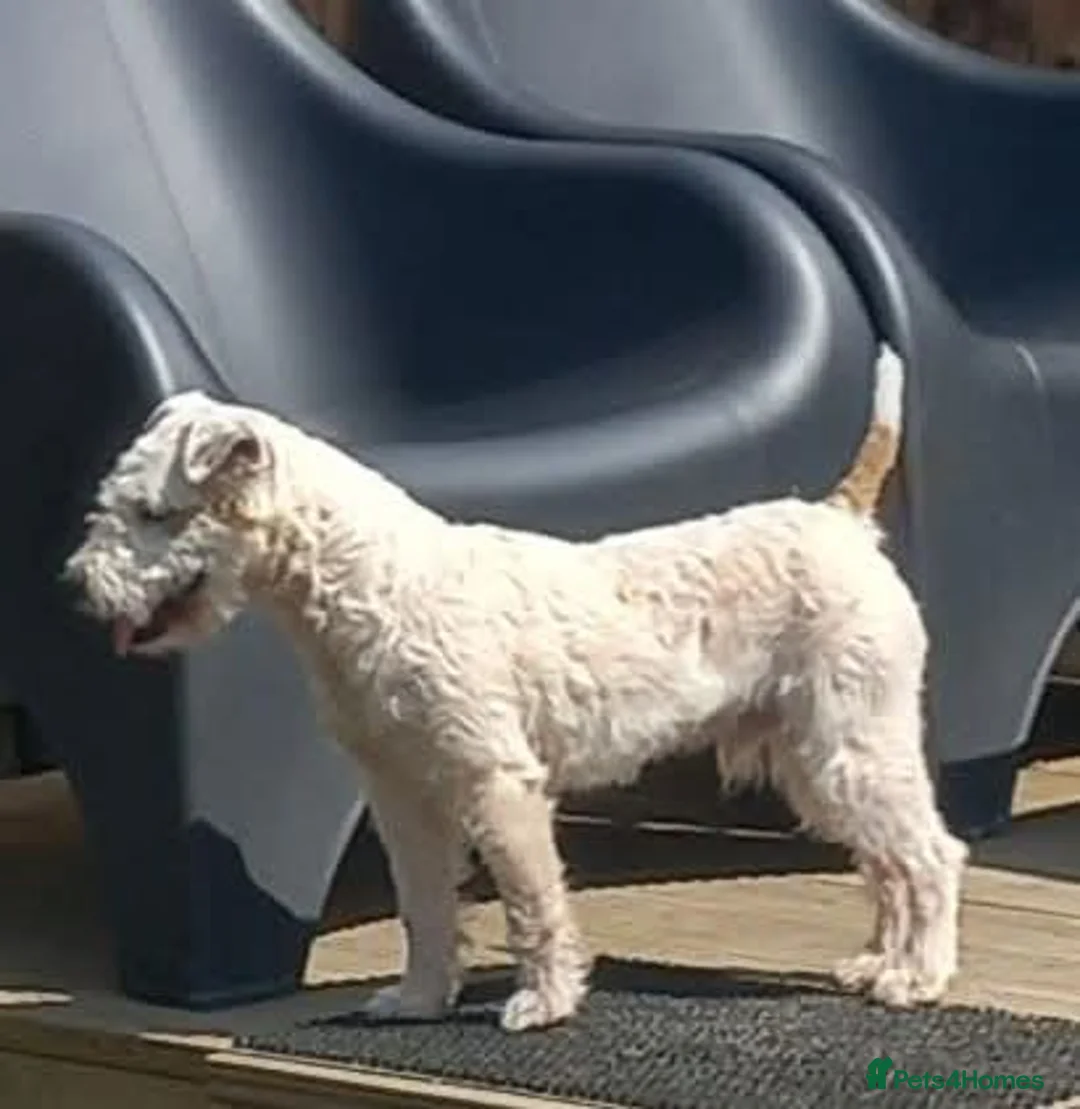 Jack Russell dogs for stud: Jack Russell Ken Gould Lines For Tud - Advert 1