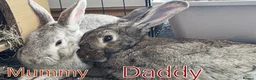 Mixed Breed rabbits for sale: Beautiful hand-reared bunnies.  - Advert 8