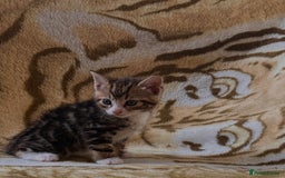 Mixed Breed cats for sale: 7 Beautiful Tabby Kitties in Greenford - Image 8