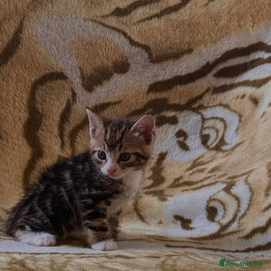 Mixed Breed cats for sale: 7 Beautiful Tabby Kitties in Greenford - Image 8
