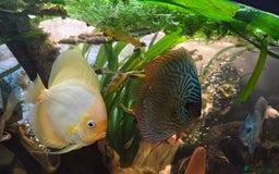Killifish fish for sale: the fish that are in the photo Read the descriptio - Advert 22