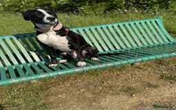 Mixed Breed dogs for sale: Dalmation x Great Dane  - Image 5