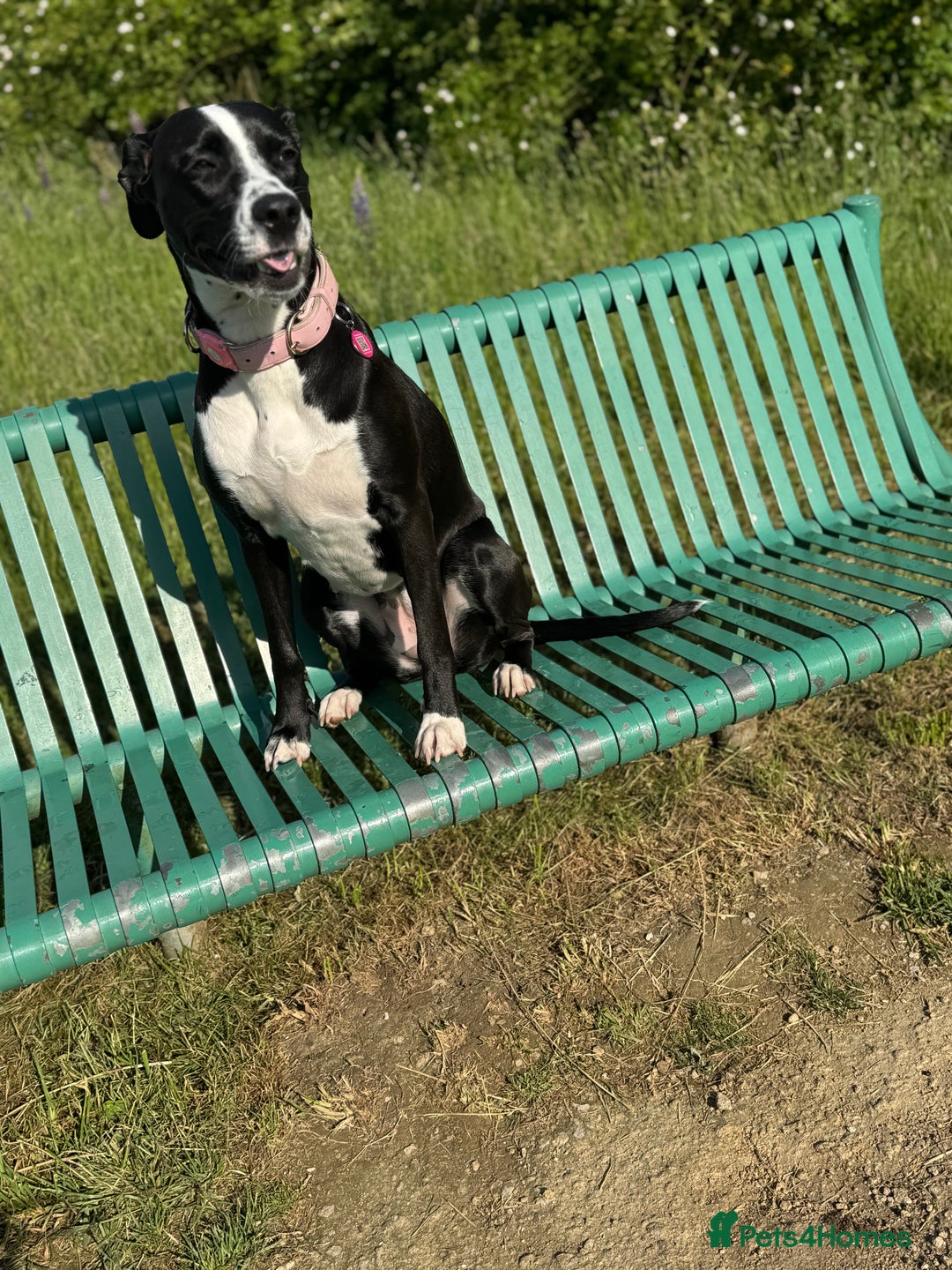 Mixed Breed dogs for sale: Dalmation x Great Dane  - Image 5