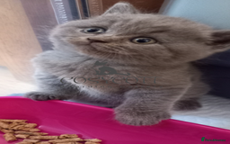 British Shorthair cats for sale: 100% Pedigree British Shorthair Kittens - Image 16