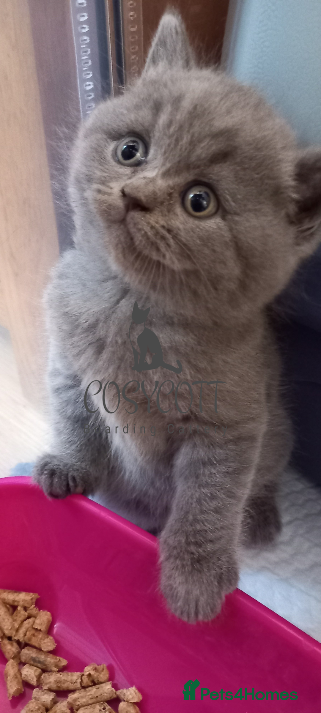 British Shorthair cats for sale: 100% Pedigree British Shorthair Kittens - Image 16