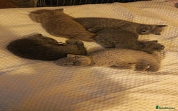 British Shorthair cats for sale: British shorthair kittens  - Image 7