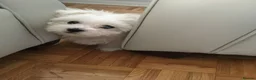 Maltese dogs for sale: Five beautiful Maltese puppies  in London - Advert 7