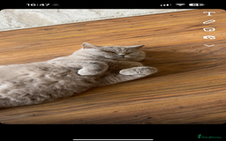British Shorthair cats for sale: Beautiful rare lilac British shorthair kittens - Image 10