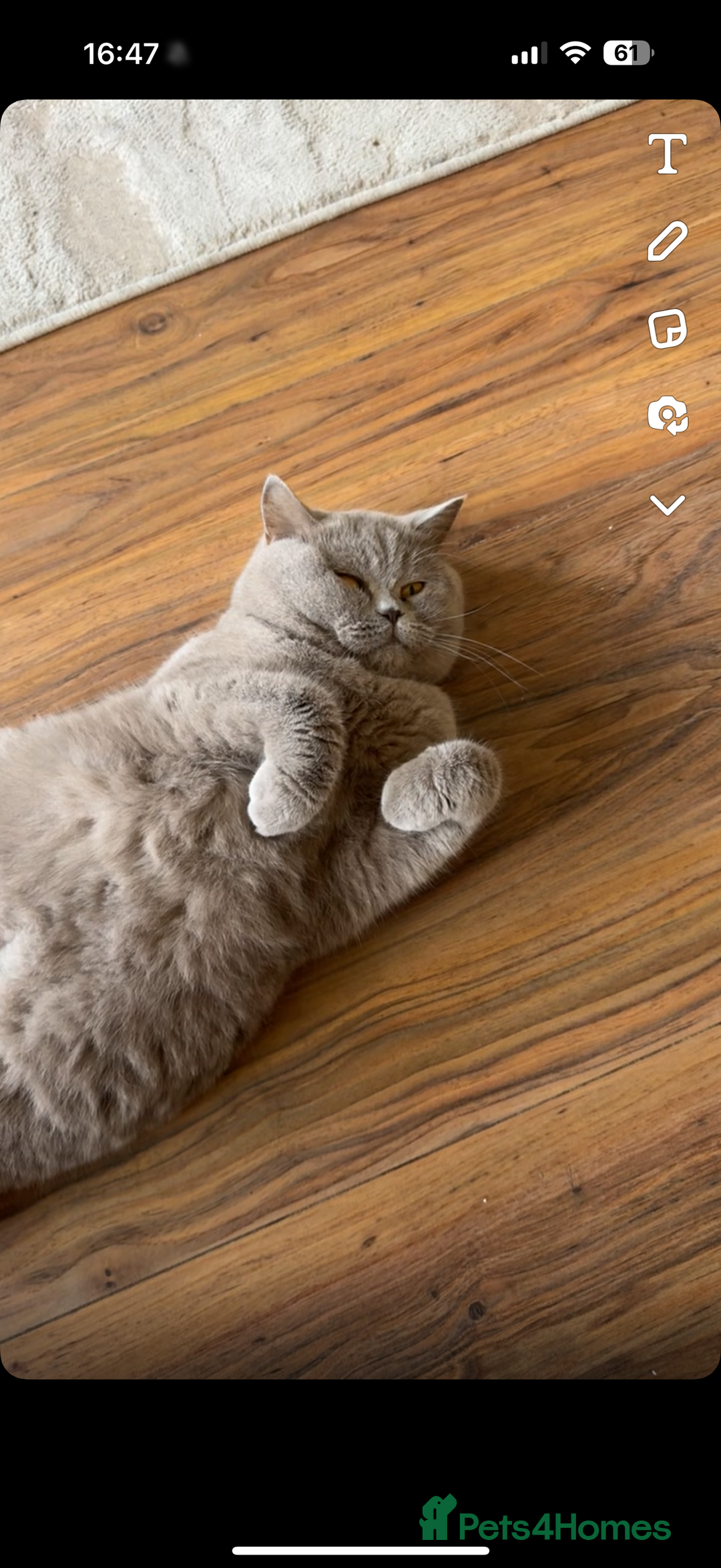 British Shorthair cats for sale: Beautiful rare lilac British shorthair kittens - Image 10