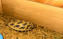 Tortoise reptiles for sale: Horsfield tortoise  - Image 2
