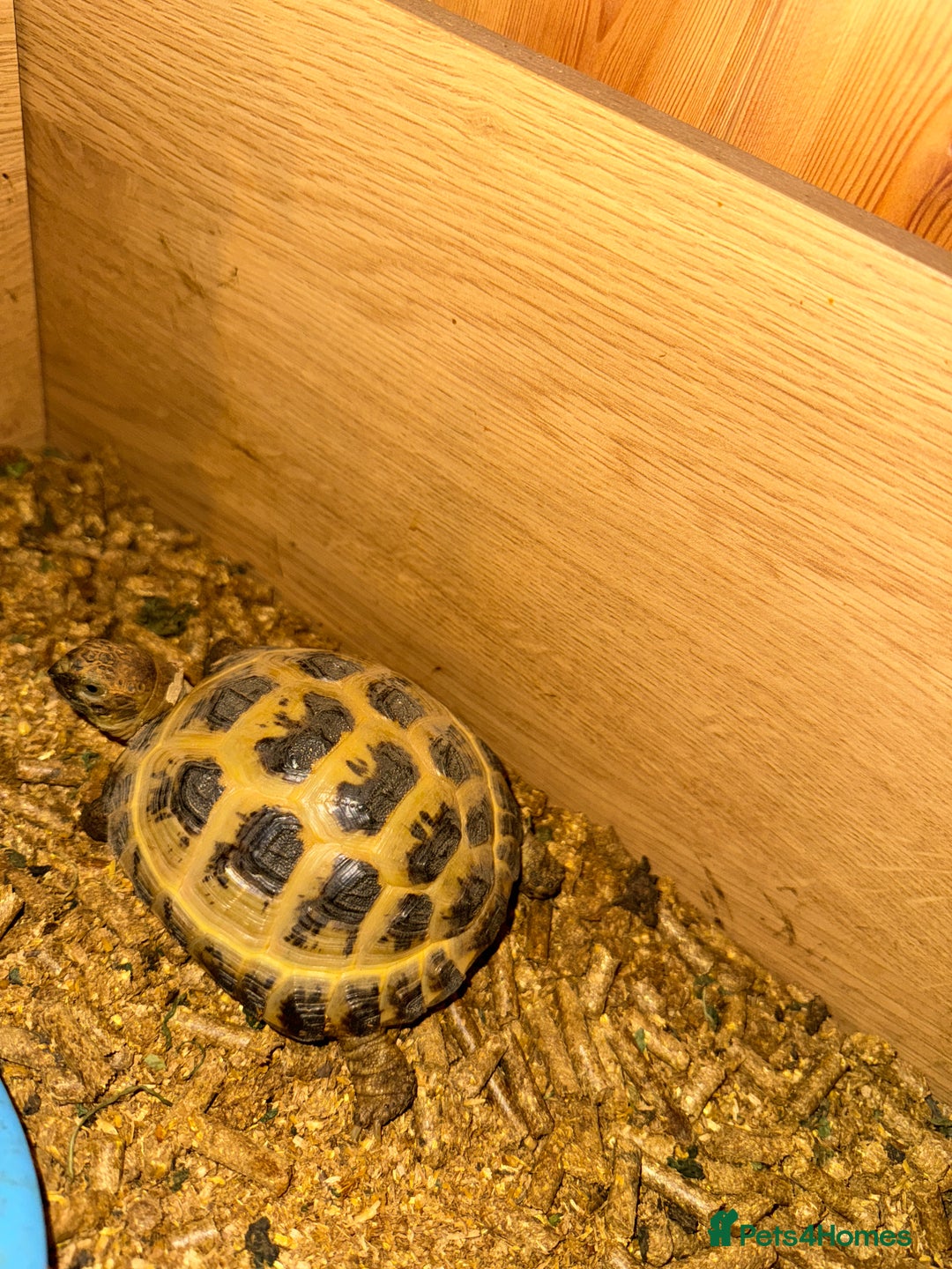 Tortoise reptiles for sale: Horsfield tortoise  - Image 2