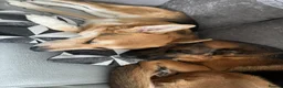 German Shepherd dogs for sale: 2 German Shepherds  - Advert 1