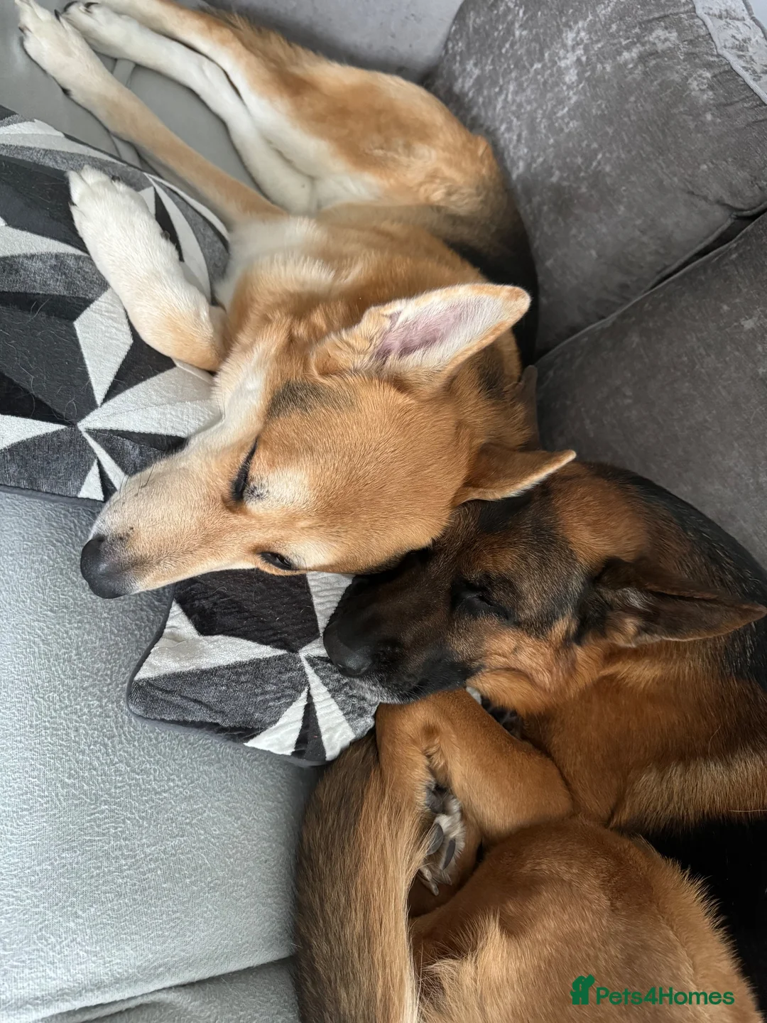 German Shepherd dogs for sale: 2 German Shepherds  - Advert 1