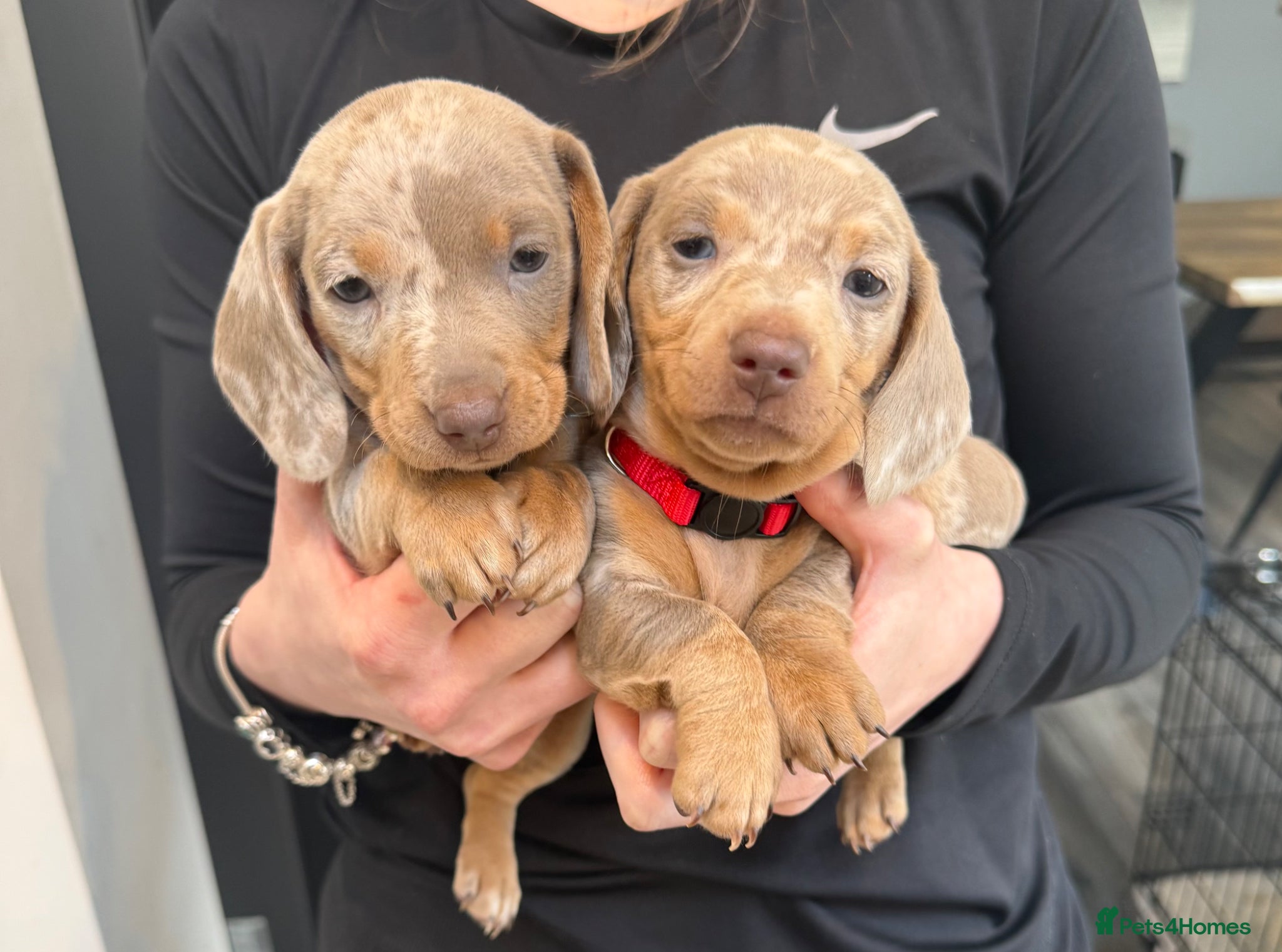 Miniature Dachshund dogs Champion Bloodline - Miniature Dachshund Puppies - Advert 18