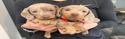 Miniature Dachshund dogs for sale: Miniature Dachshund Puppies – Champion Bloodline - Advert 7