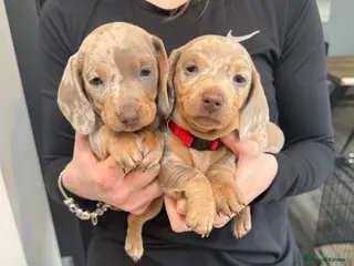 Miniature Dachshund dogs Champion Bloodline - Miniature Dachshund Puppies - Advert 10