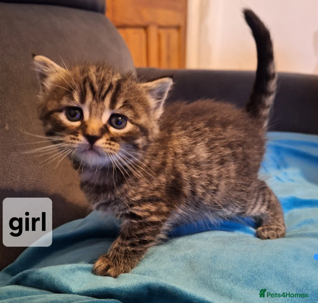 Mixed Breed cats for sale: Adorable Kittens for Sale – Ready 21 April - Advert 11