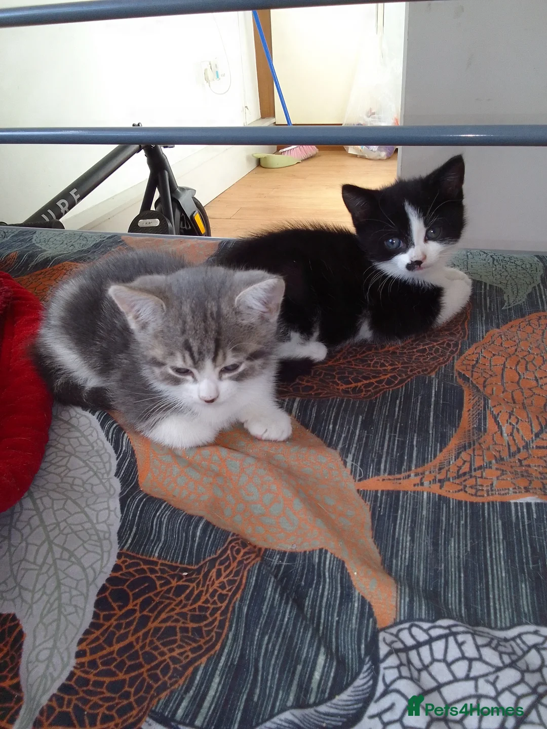 Mixed Breed cats for sale: For sale in Sheffield - Advert 4