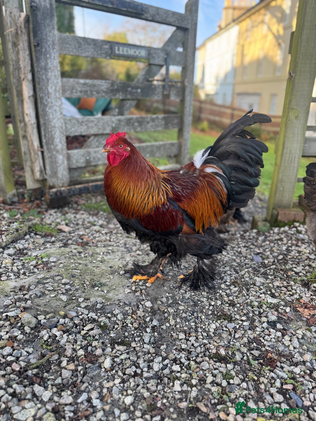 Chickens poultry for sale: Golden Partridge Barham - Advert 1