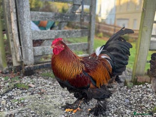 Chickens poultry Golden Partridge Barham - Advert 6