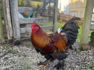 Chickens poultry Golden Partridge Barham - Advert 8