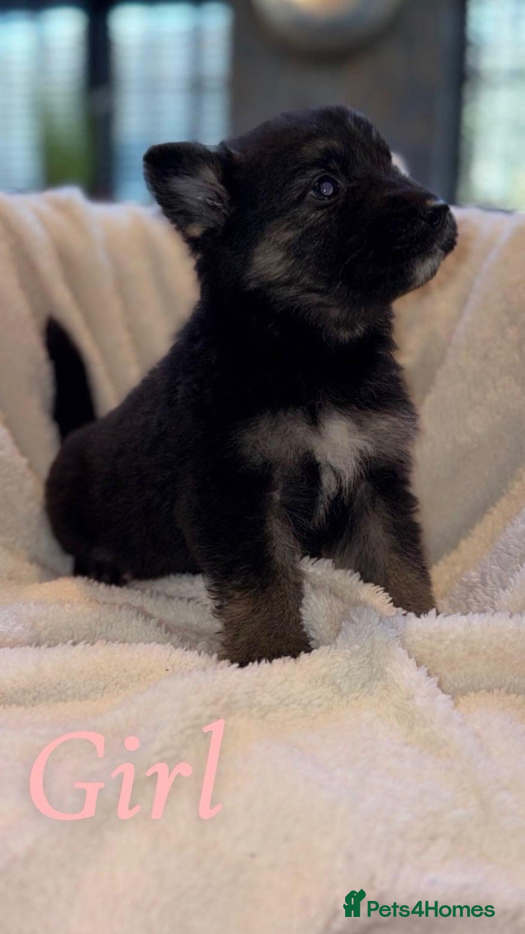 German Shepherd dogs for sale: 10 beautiful German shepherd puppies for sale  - Advert 7