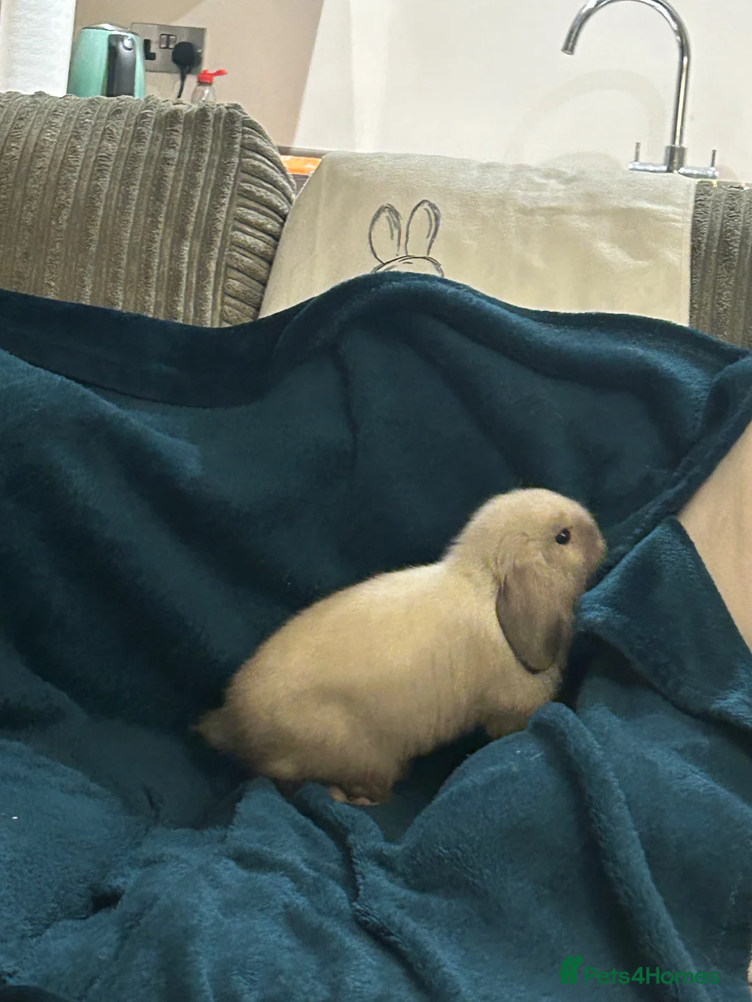 Mini Lop rabbits for sale: Two Mini Lop Bunnies in Reigate - Advert 4