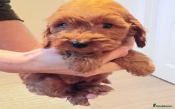 Cockapoo dogs for sale: Cockapoo puppies f1 show) ❤️ fox Red. !!!!!!. - Image 20