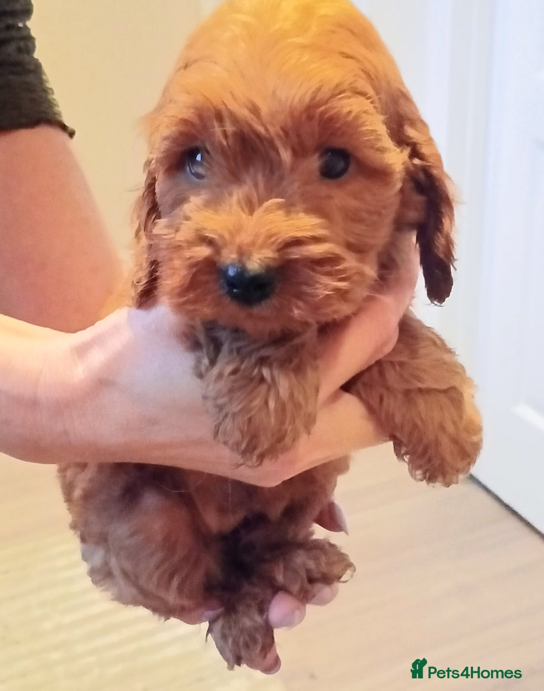 Cockapoo dogs for sale: Cockapoo puppies f1 show) ❤️ fox Red. !!!!!!. - Image 20
