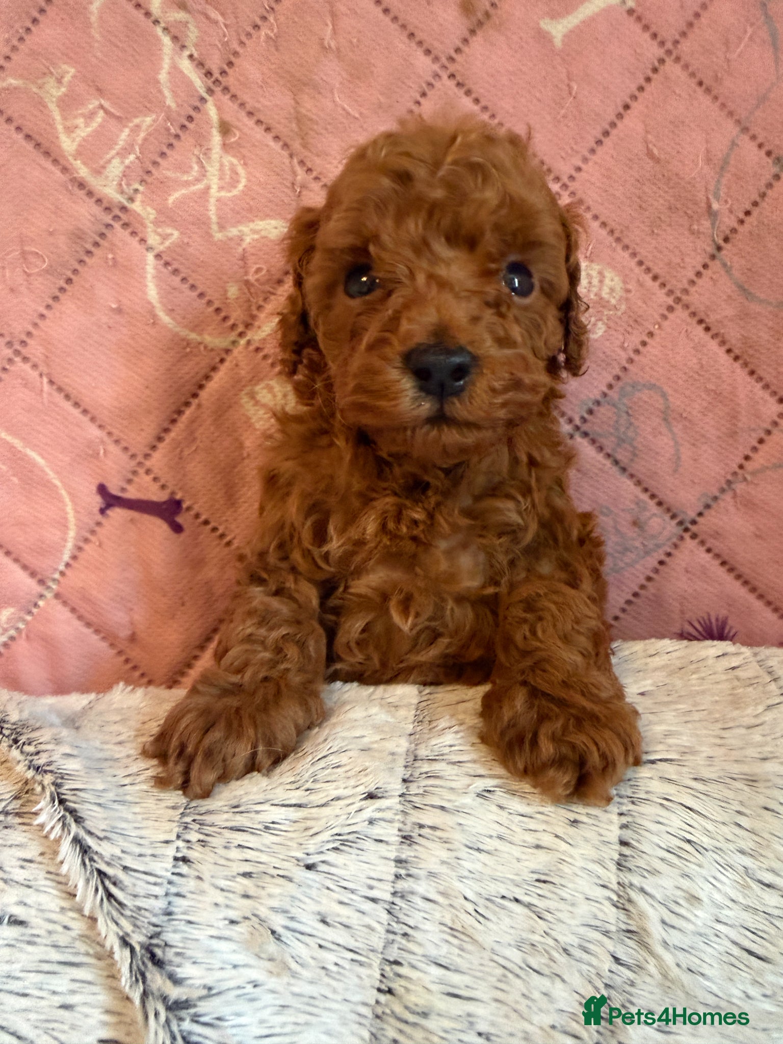 Toy Poodle dogs Deep Red Teeny Toy Poodles Ready 17th June - Advert 1