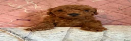 Toy Poodle dogs for sale: Deep Red Teeny Toy Poodles Ready 17th June in Gillingham - Advert 1