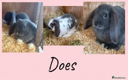 Mini Lop rabbits for sale: 4 Gorgeous Mini Lop Bunnies - Image 2