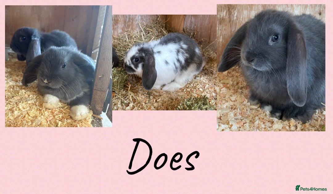Mini Lop rabbits for sale: 4 Gorgeous Mini Lop Bunnies - Image 2