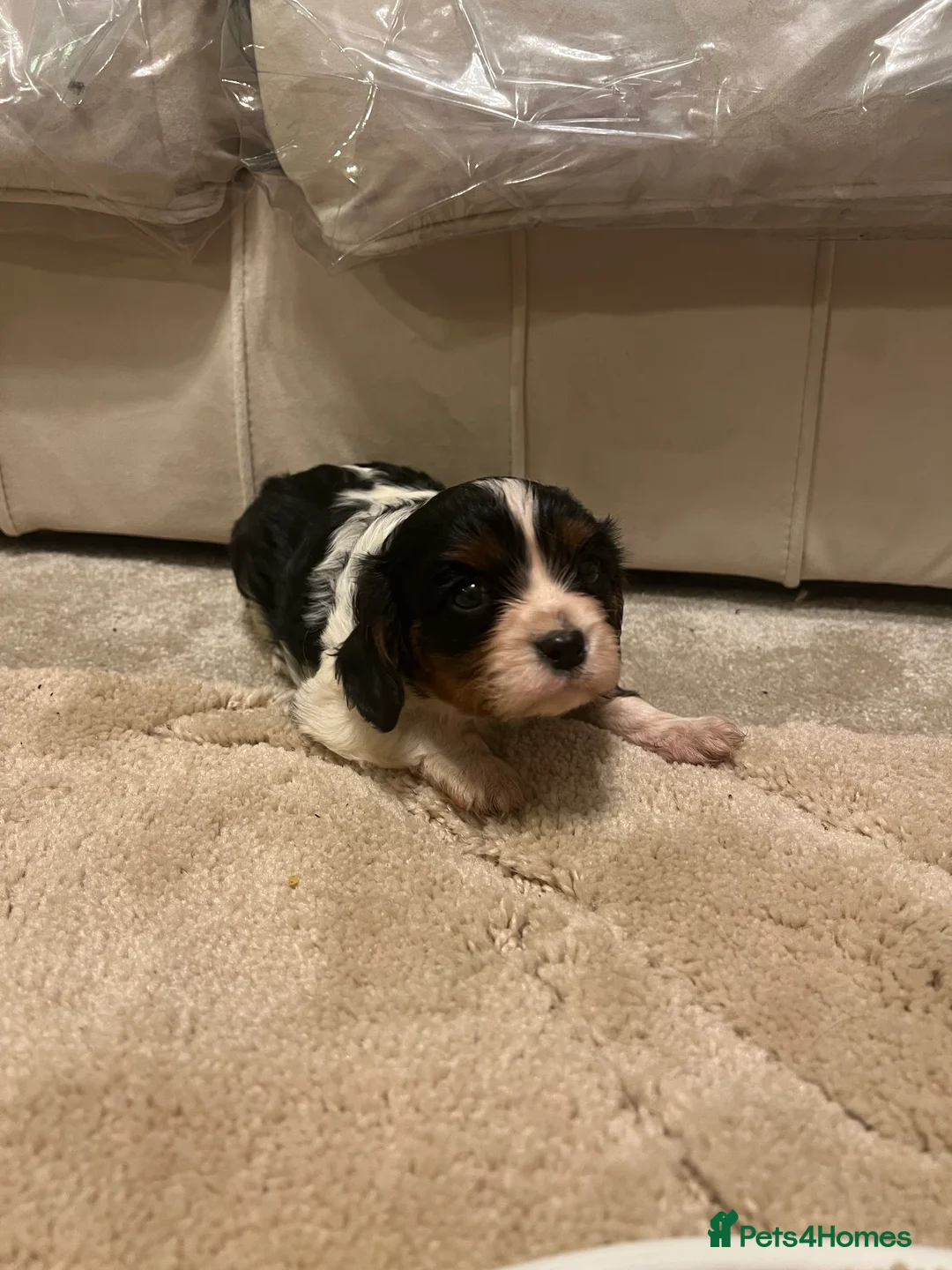 Cavalier King Charles Spaniel dogs for sale: cavalier King Charles spaniel puppy  - Advert 1