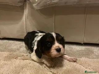 Cavalier King Charles Spaniel dogs cavalier King Charles spaniel puppy - Advert 1
