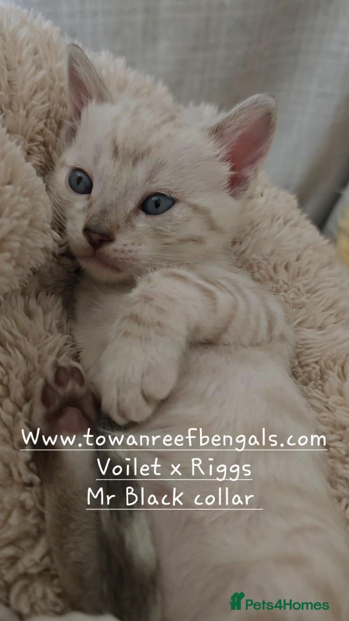 Bengal cats Tica registered bengal kittens - Advert 7