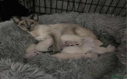 Siamese cats for sale: Gorgeous little cuddle buddies - Image 2