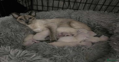 Siamese cats - Advert 4