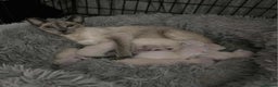 Siamese cats for sale: Gorgeous little cuddle buddies - Advert 2